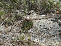 QueenVictoria2015-017